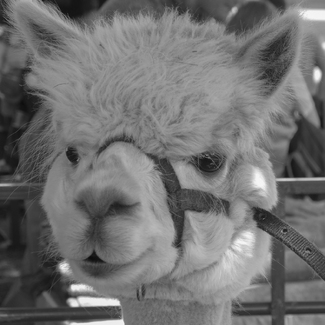 Hi, My Name is Burt. Hi, My Name is Burt.