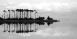 Hoopers Trees Hoopers Trees