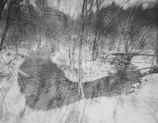 Forest impression Forest impression