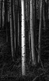 Aspen in Light Aspen in Light