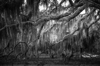 Haunted Forest Haunted Forest