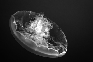 Reaching for the Light Reaching for the Light