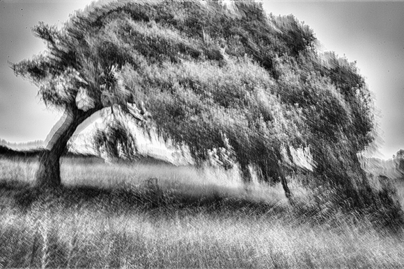 Vanishing Oak