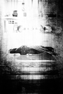 There's a Pheasant in my Fridge  There's a Pheasant in my Fridge