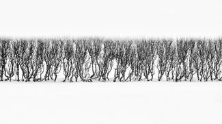 Winter Witnesses Winter Witnesses