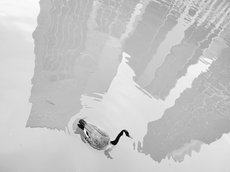 Goose In The City Goose In The City