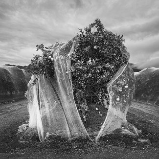 The Jilted Bride #1 of Heritage Valley The Jilted Bride #1 of Heritage Valley