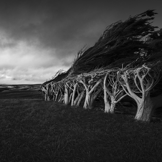 Beaten by the Wind Beaten by the Wind