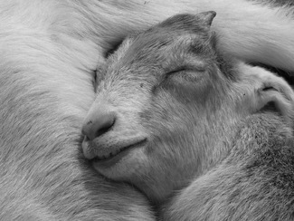 Sleeping Beauty Sleeping Beauty