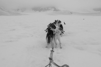 Glacier Dogs