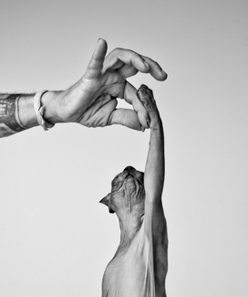 Hand to Paw Hand to Paw