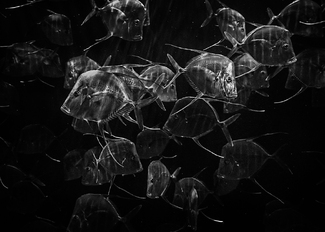 Out For A Stroll Out For A Stroll