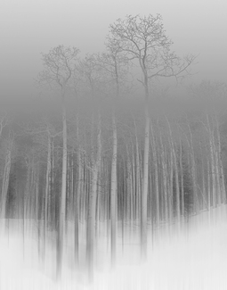 Disappearing Wilderness Disappearing Wilderness