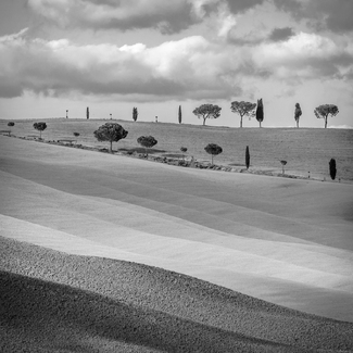Trees in Rows Trees in Rows