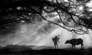 Let\'s Go Home, Cow Let\'s Go Home, Cow