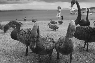 Goose Girl Goose Girl