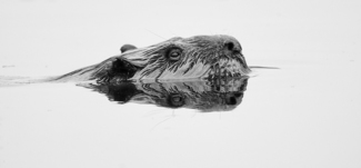 Reflections of a Beaver