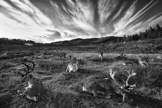 Antlers Avenue Antlers Avenue