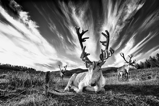 Horn power Horn power