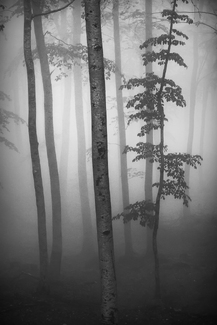 Deep in the forest Deep in the forest