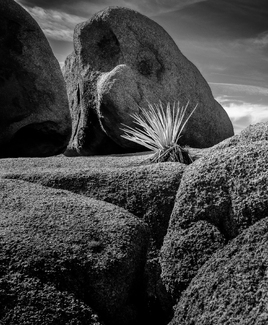 Yucca Rocks No. 3 Yucca Rocks No. 3