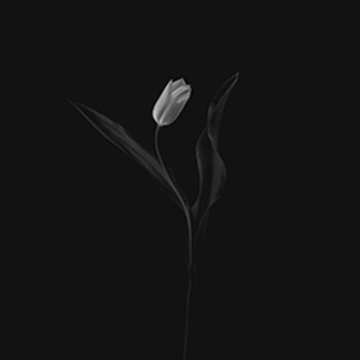 Fragile Beauty Fragile Beauty