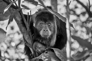 Howler Monkey Howler Monkey
