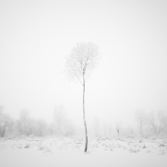 Silent Tree Silent Tree