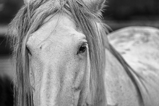 The Mind Of A Horse The Mind Of A Horse