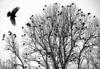 Clark Jack Murder Roost Clark Jack Murder Roost