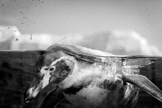 Sadness in the Water Sadness in the Water