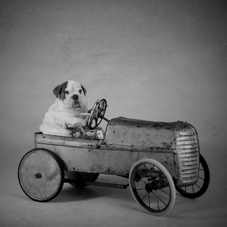 Buddy the British Bulldog Buddy the British Bulldog