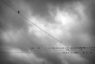 Birds on the Wire Birds on the Wire