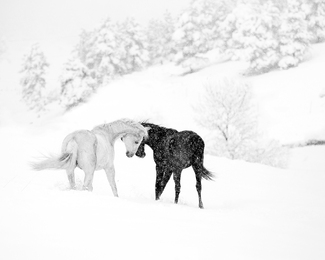 Snowstorm Greeting Snowstorm Greeting