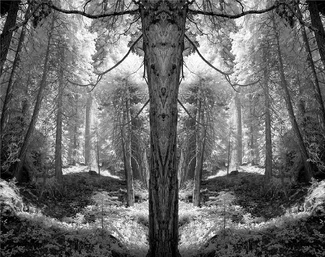 The Tree of Wisdom The Tree of Wisdom