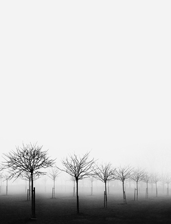 Apple Trees in the Mist Apple Trees in the Mist