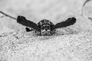 Leatherback hatchling