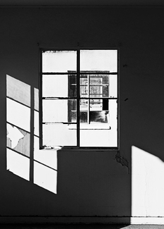 Bird in the Window Bird in the Window