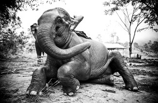 Elephant Asie Elephant Asie