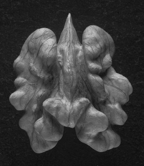 Walnut creature Walnut creature