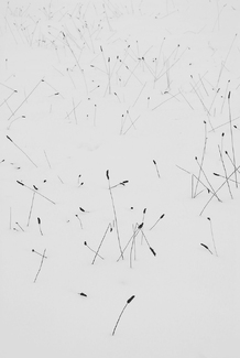 Minimalist grasses Minimalist grasses