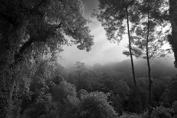 Borneo Canopy