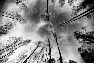 Into the Sky Into the Sky