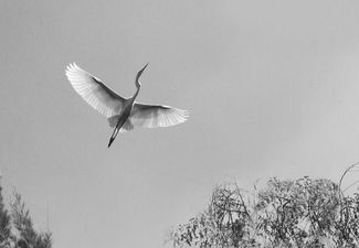 Flight of the Egret Flight of the Egret