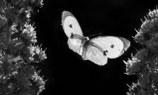 Flight of a Butterfly Flight of a Butterfly