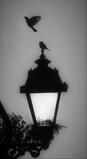 Forgotten Nests Forgotten Nests