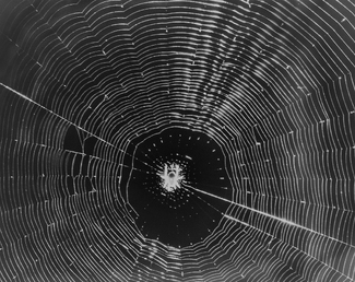 Spider Joys Spider Joys