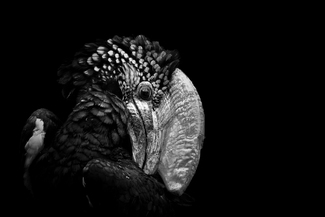 Silvery-cheeked Hornbill