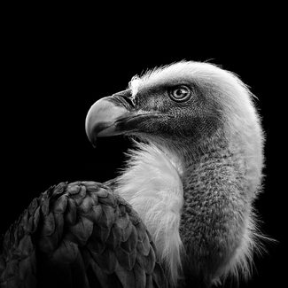 Eurasian Griffon Eurasian Griffon