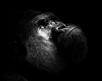 Gorilla Gorilla
